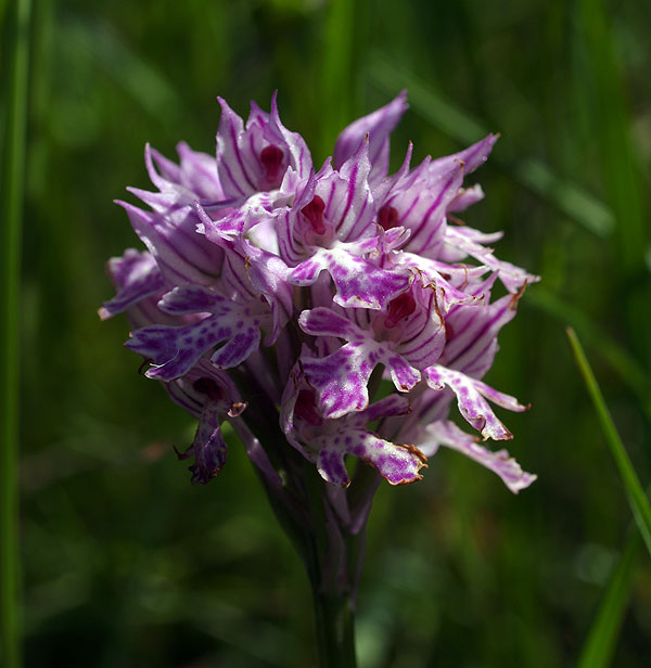 Neotinea tridentata